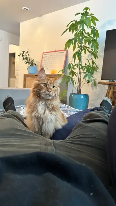 Chat main coin elle a 2 an opérer pure race j’ai tout les papier de l’élevage