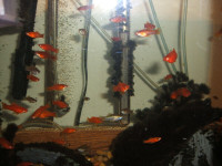 Community freshwater fish for sale