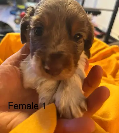 Miniature Longhaired Dachshund Puppies!!, View more