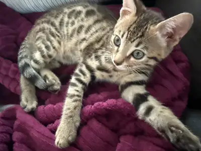 Il me reste une magnifique petite fille de deux mois non opéré né le 4 avril 2025