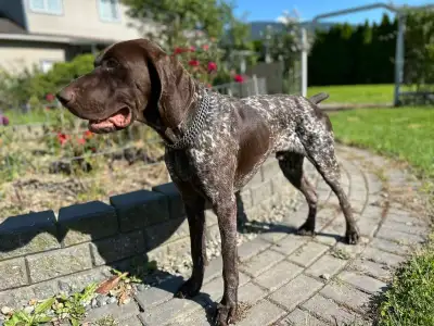 German Shorthair Pointers (GSP), View more