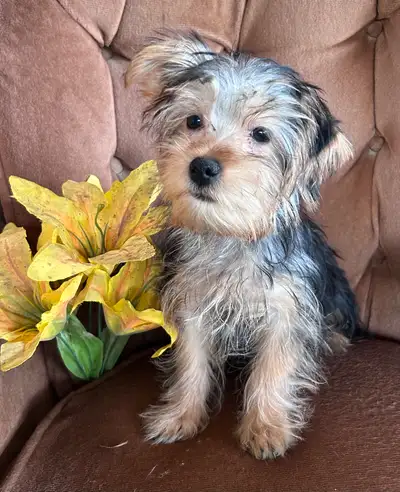 Yorkshire Terrier Puppy SOLD, View more
