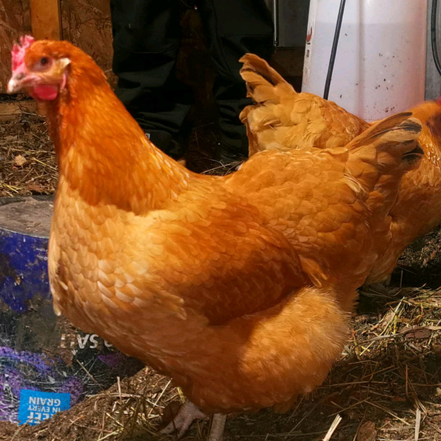 Oeufs fécondés ou Poussin ( Orpington, Faverolles) dans Animaux de ferme  à Laval/Rive Nord - Image 3