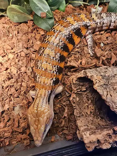 Northern blue tongue skink, View more