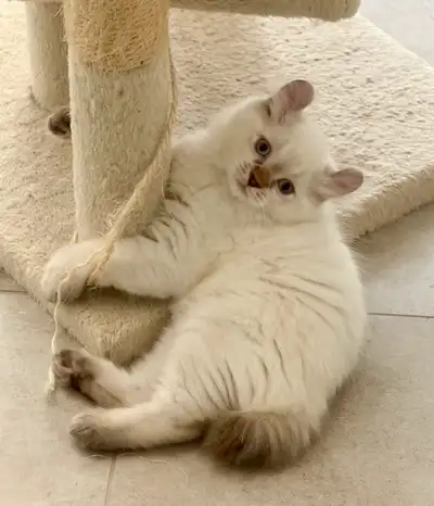 chaton highland lynx Snow, View more