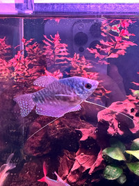 Three spot Gourami 