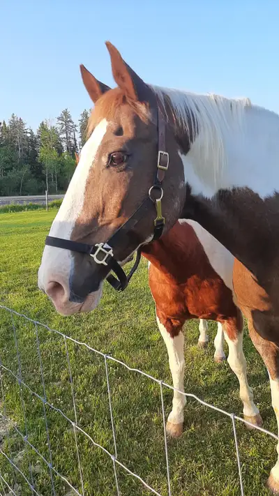 Paint draft horse for sale, View more