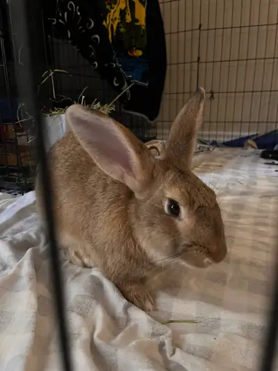 Looking for a new home for my rabbit, View more
