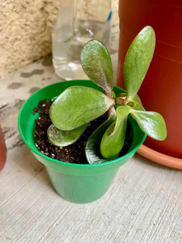 JADE PLANTS63417636007169123