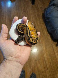 Pied ball python 