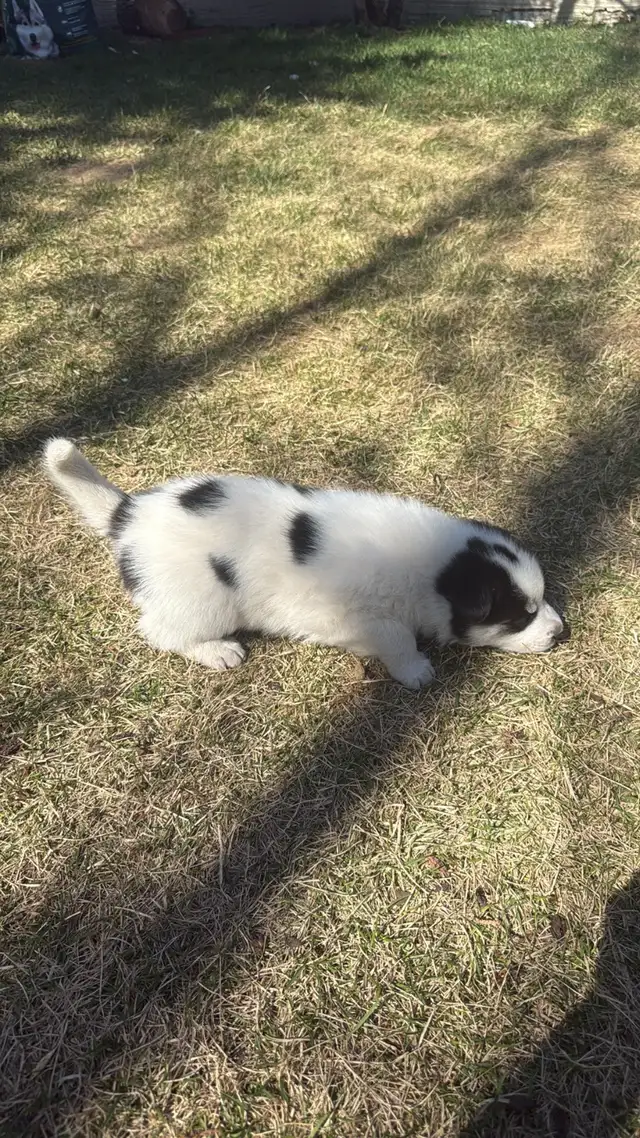 Samusky puppies in Dogs & Puppies for Rehoming in Edmonton - Image 8