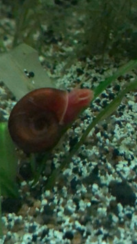 Escargot Planorbe rouge