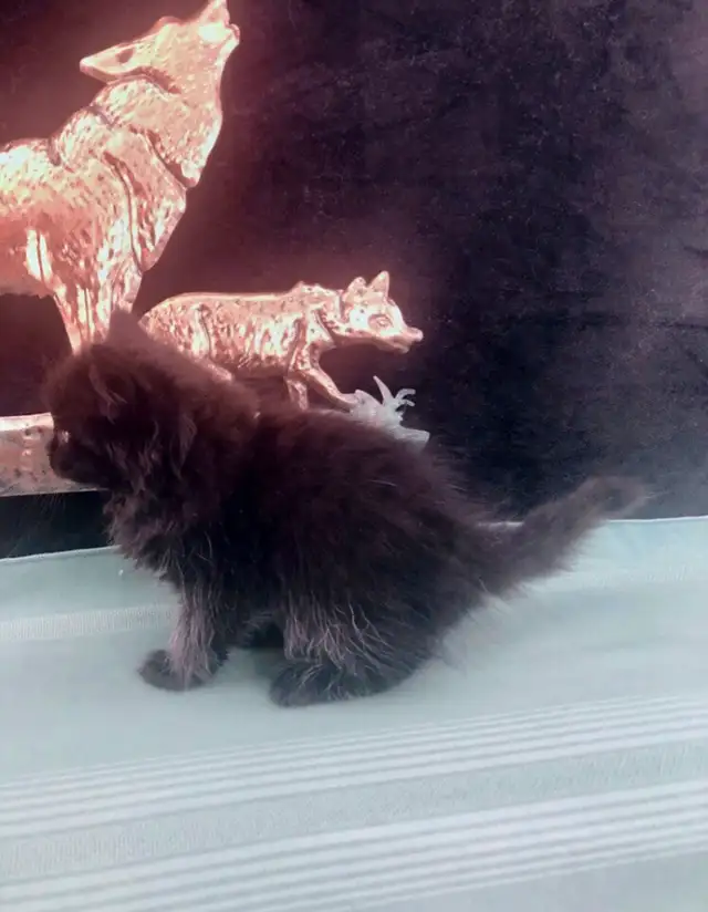 Purebred Maine Coon Snugglebug for Sale