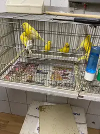 Canaries Male Chanteurs. 