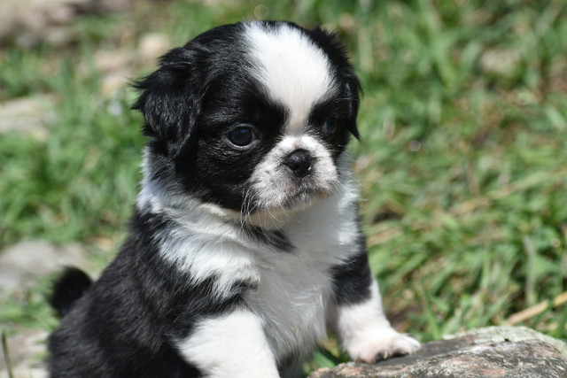 Pekingese X Pug Puppies in Dogs & Puppies for Rehoming in Belleville - Image 2