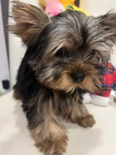 Yorkshire terrier puppies, View more