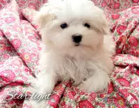1 Male Maltese puppy , ready for his new home