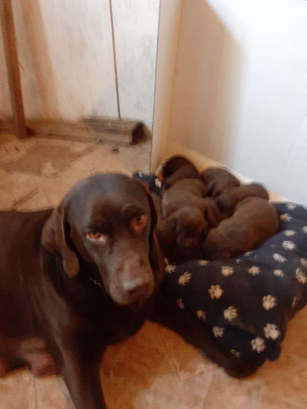 CKC REGISTERED CHOCOLATE LAB PUPPIES in Dogs & Puppies for Rehoming in Peterborough - Image 2