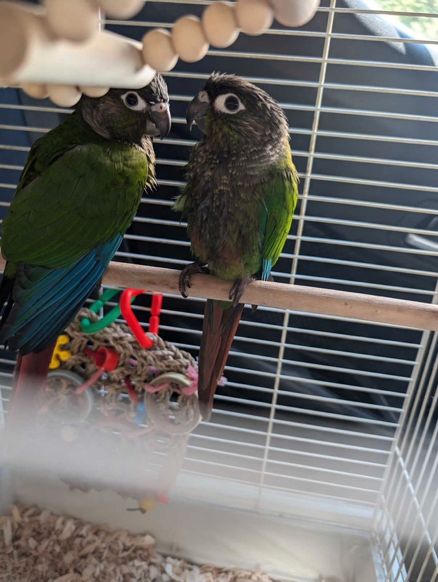 Green cheek conure pair in Birds for Rehoming in Sault Ste. Marie - Image 4