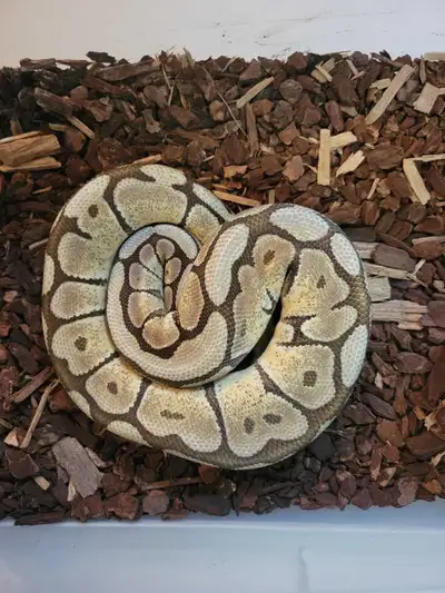 mojave spider ball python, View more