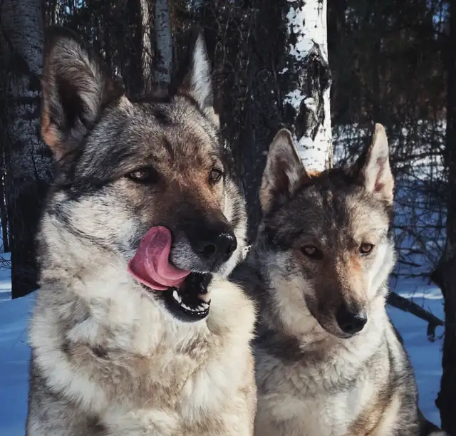 GERMAN SHEPHERD X HUSKY in Dogs & Puppies for Rehoming in St. Albert - Image 9
