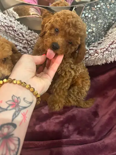 Super tiny teddy bear red/apricot purebred toy poodle puppies, View more