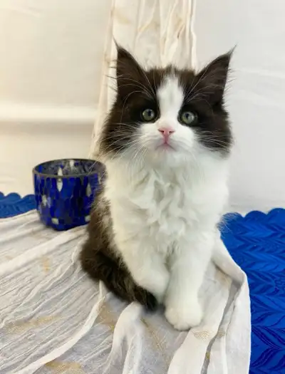 Purebred Maine Coon Kitten With Shots, View more