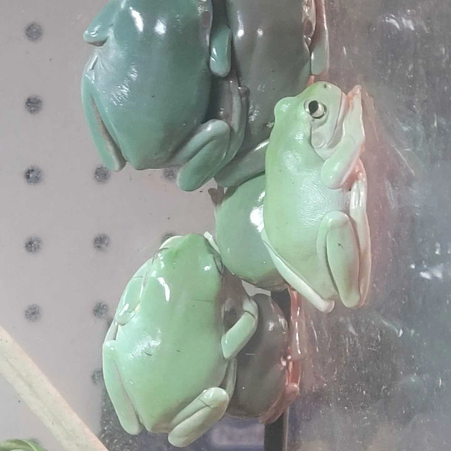 Blue-eyed whites tree frogs and other whites tree frogs  in Reptiles & Amphibians for Rehoming in Regina - Image 3