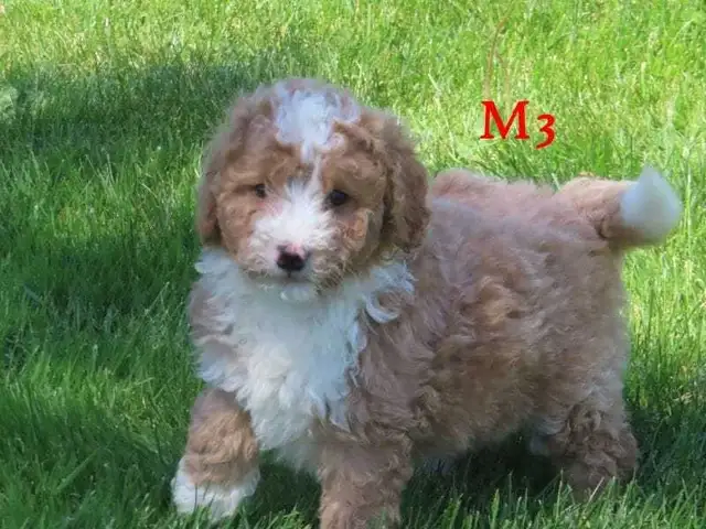 F1B Mini Bernadoodle puppies in Dogs & Puppies for Rehoming in Oakville / Halton Region - Image 10