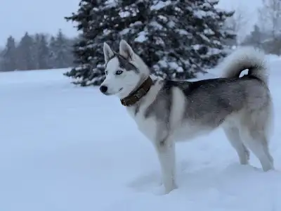 Pure Siberian Husky, View more