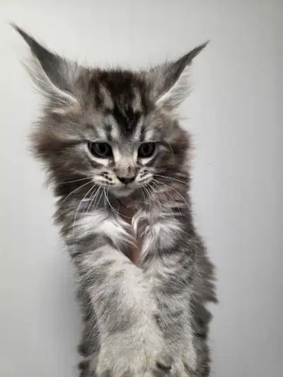 Maine Coon , View more