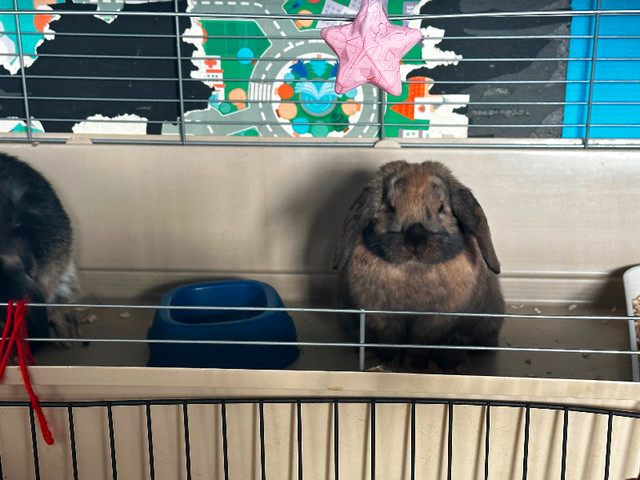 2 holland lops bunnies both male$80 each $100 for the cage in Small Animals for Rehoming in Edmonton