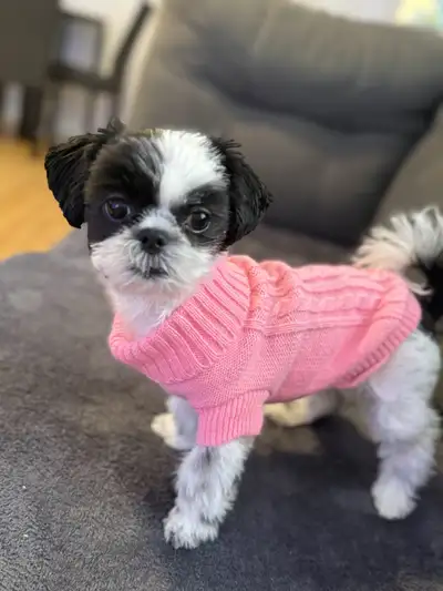 female Shih Tzu 5 months old to rehome, View more