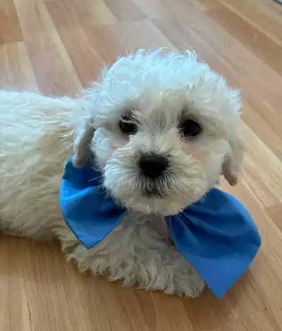 ❤️ Adorable Shih-Poo Male Puppy  ❤️ Vet Checked &  Vaccinated, View more