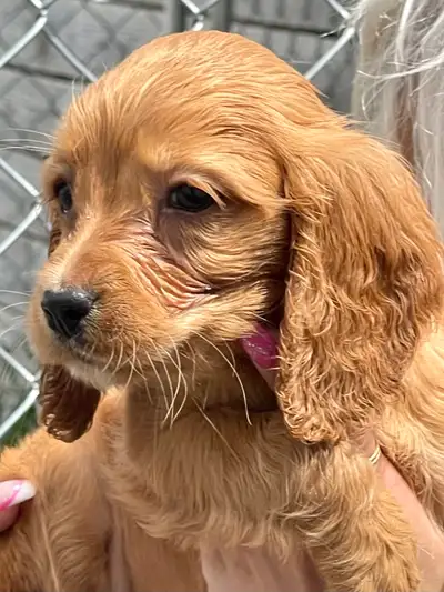 Chiot prêt à l’adoption Cocker et cocker Première photo femelle 1400 pure race cocker Le Cocker Span...