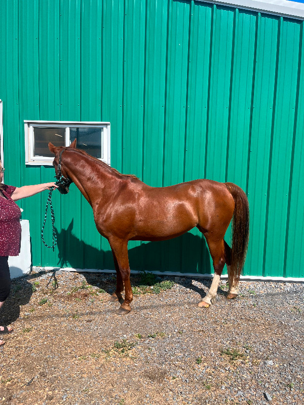 Saddle bred cross mare broke to ride in Horses & Ponies for Rehoming in Belleville - Image 2