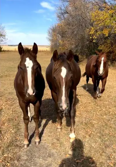 KOOL KAT - 2025 Black Type NCHA Pedigree  , View more