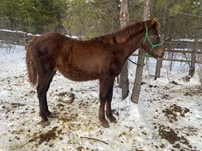 Pristine Mountain Morgans is offering this weanling filly for sale, Pristine Sugar and Spice (aka Sp...