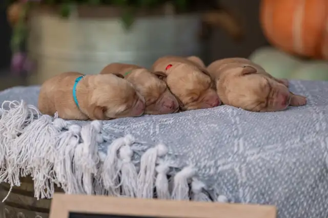 CKC Registered Labrador Retrievers | Dogs & Puppies for Rehoming | Owen ...