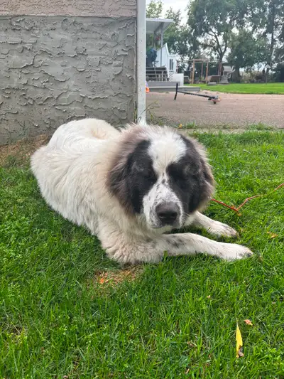 Great Pyrenees/Caucasian Shepherd Puppy, View more