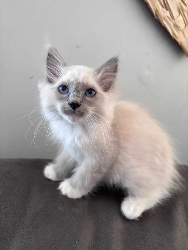 Siberian X Ragdoll kittens