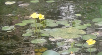 Yellow Flowering  Surface Pond Plants