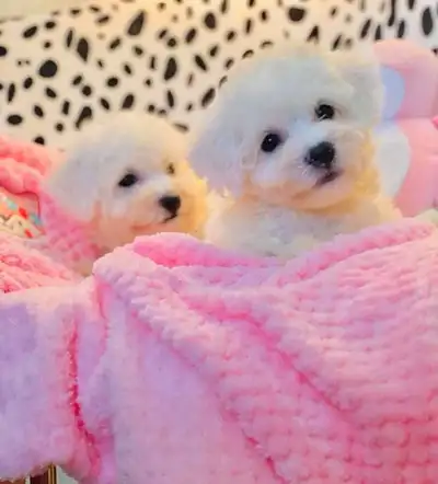Adorable Purebred Bichon Frise Puppies, View more