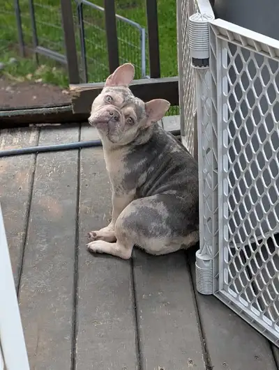 Adult Female French Bulldog – Looking for Her Forever Home, View more