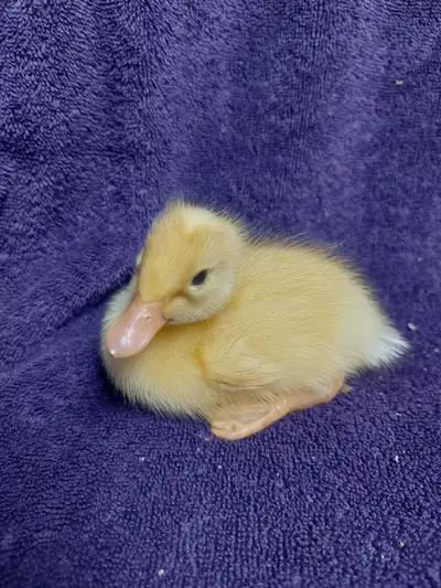 3 ducklings, View more