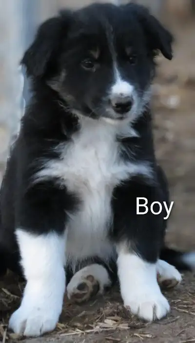 Australian Shepherd Border Collie puppies, View more