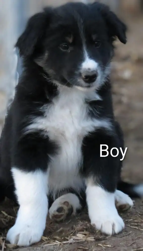 Australian Shepherd Border Collie puppies in Dogs & Puppies for Rehoming in Calgary - Image 2
