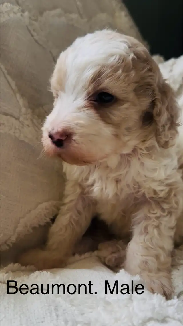 Stunning Cockapoos. in Dogs & Puppies for Rehoming in Edmonton - Image 3