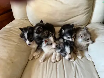 Alaskan Miniature Husky Puppies Looking for Loving Homes!, View more