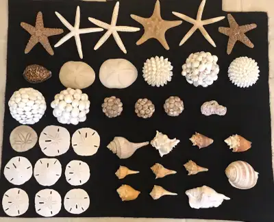 Assortment of Shells, Starfish, Sand Dollars, Shell Balls etc., View more